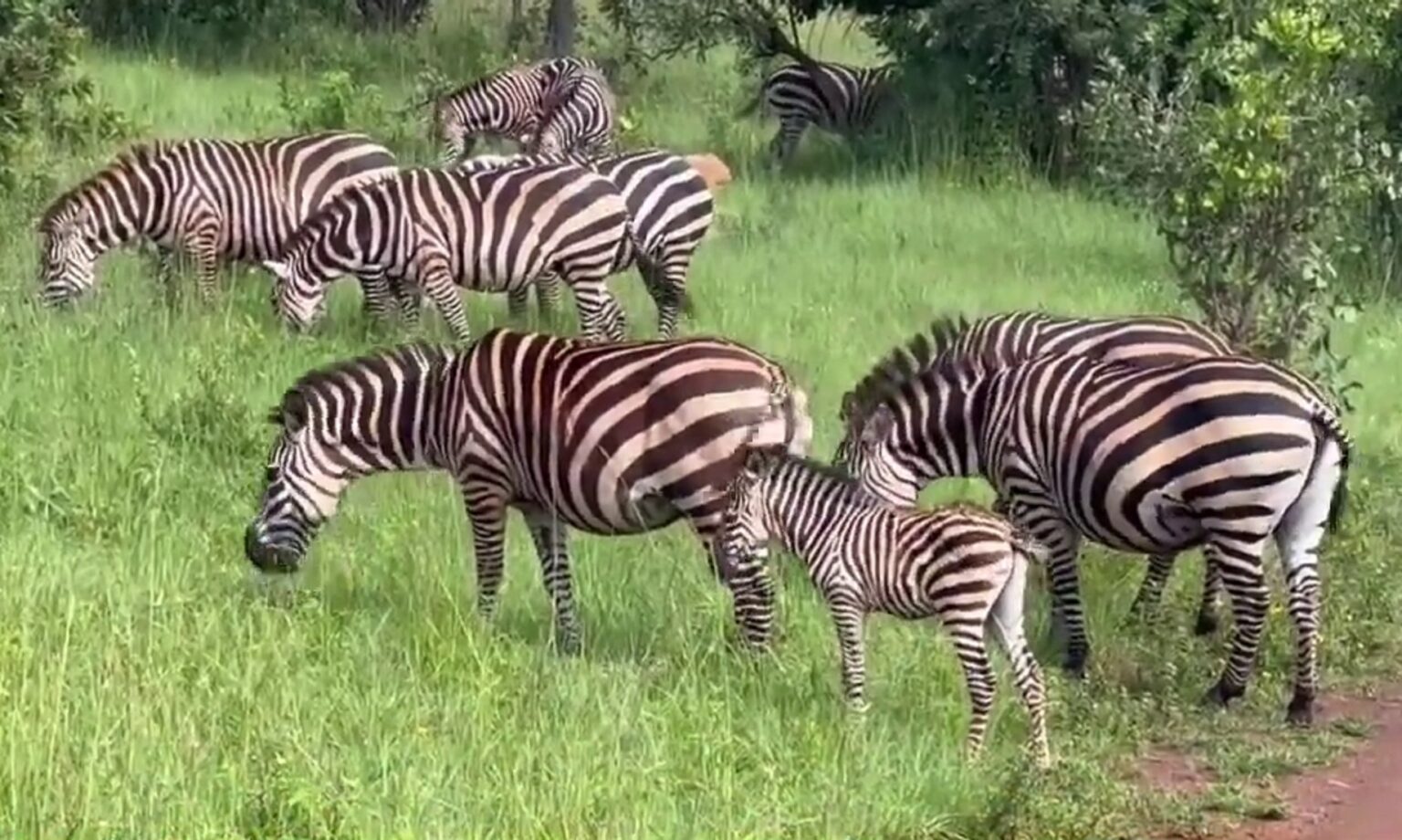 How Akagera National Park Has Recovered From Years of Poaching To Be A Beacon Of Conservation